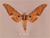 裂斑鷹翅天蛾藏品圖，第1張