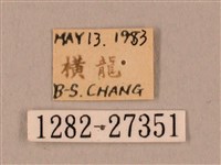 裂斑鷹翅天蛾藏品圖，第3張