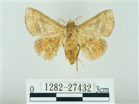 琉球雲紋網蛾藏品圖，第1張