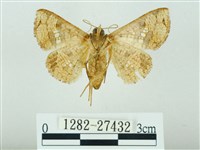 琉球雲紋網蛾藏品圖，第2張