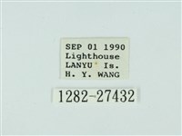 琉球雲紋網蛾藏品圖，第3張