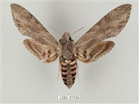 蝦殼天蛾藏品圖，第1張