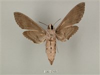 蝦殼天蛾藏品圖，第2張