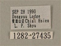 蝦殼天蛾藏品圖，第3張