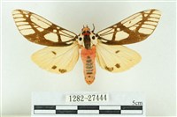 乳白斑燈蛾藏品圖，第1張