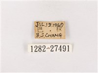 閃灰蝶藏品圖，第3張
