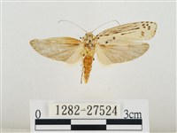 線紋篩蛾藏品圖，第1張