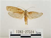 線紋篩蛾藏品圖，第2張