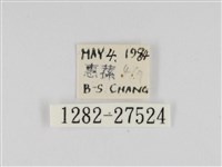 線紋篩蛾藏品圖，第3張