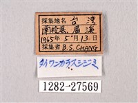 臺灣洒灰蝶藏品圖，第3張
