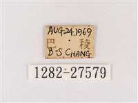 閃灰蝶藏品圖，第3張
