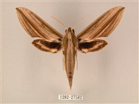 棕綠背線天蛾藏品圖，第1張