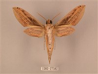 棕綠背線天蛾藏品圖，第2張