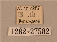 棕綠背線天蛾藏品圖，第3張