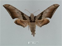 黑帶鷹翅天蛾藏品圖，第1張