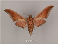 黑帶鷹翅天蛾藏品圖，第2張