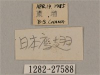 黑帶鷹翅天蛾藏品圖，第3張