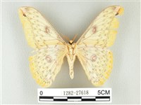 黃豹天蠶蛾藏品圖，第2張