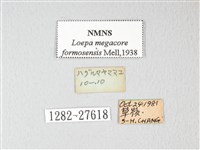 黃豹天蠶蛾藏品圖，第3張