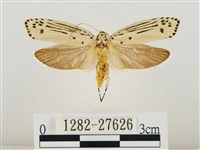 線紋篩蛾藏品圖，第1張