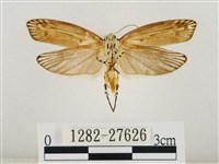 線紋篩蛾藏品圖，第2張