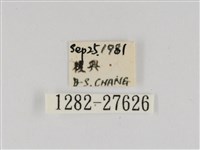 線紋篩蛾藏品圖，第3張