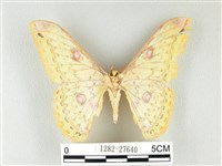 黃豹天蠶蛾藏品圖，第2張