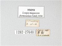 黃豹天蠶蛾藏品圖，第3張