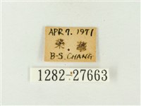 玳灰蝶藏品圖，第3張