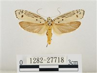 線紋篩蛾藏品圖，第1張