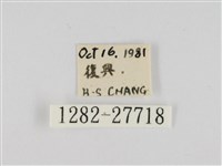 線紋篩蛾藏品圖，第3張