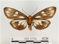 巨網燈蛾藏品圖，第2張