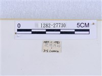 巨網燈蛾藏品圖，第3張