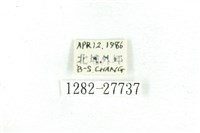 乳白斑燈蛾藏品圖，第3張