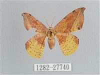 接骨木帶鉤蛾藏品圖，第1張