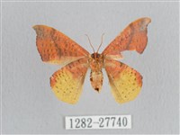 接骨木帶鉤蛾藏品圖，第2張