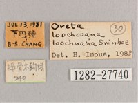 接骨木帶鉤蛾藏品圖，第3張