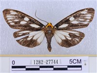 巨網燈蛾藏品圖，第1張