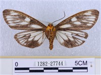 巨網燈蛾藏品圖，第2張