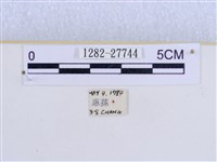 巨網燈蛾藏品圖，第3張