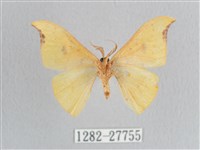 彎黑黃鉤蛾藏品圖，第2張