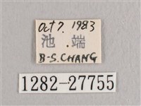 彎黑黃鉤蛾藏品圖，第3張