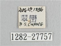 彎黑黃鉤蛾藏品圖，第3張