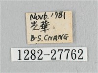 接骨木帶鉤蛾藏品圖，第3張