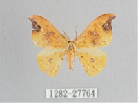 銀斑黃鉤蛾藏品圖，第1張