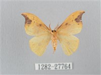 銀斑黃鉤蛾藏品圖，第2張