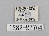 銀斑黃鉤蛾藏品圖，第3張