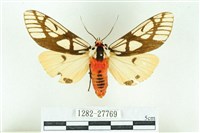 乳白斑燈蛾藏品圖，第1張