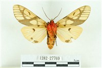 乳白斑燈蛾藏品圖，第2張