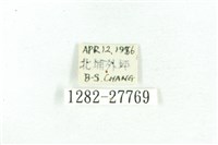 乳白斑燈蛾藏品圖，第3張